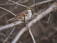 White throated Sparrow 1898